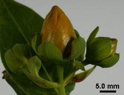 Hypericum henryi subsp. henryi flower buds showing sepals with subacute to obtuse apices. 
 Image: P.B. Heenan © Landcare Research 2010 